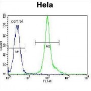 Proto-Oncogene Tyrosine-Protein Kinase LCK (LCK) Antibody