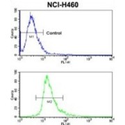 Coxsackievirus And Adenovirus Receptor (CXADR) Antibody