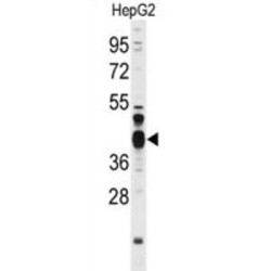 Flap Structure Specific Endonuclease 1 (FEN1) Antibody