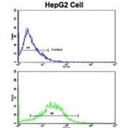 CD49e Antibody