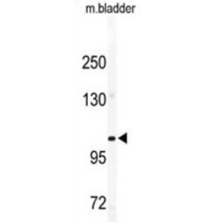 CD49e Antibody