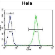 Alpha-Enolase (ENO1) Antibody