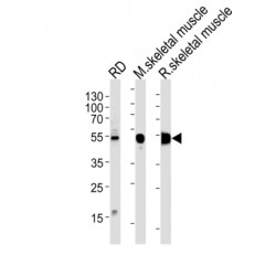 Beta-Enolase (ENOB) Antibody