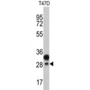 Western blot analysis of T47D cell lysates (35 µg per lane) using Protein C Receptor, Endothelial Antibody.