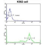 T-Complex Protein 1 Subunit Gamma (CCT3) Antibody