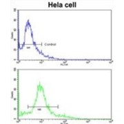 Actin Related Protein 3 (ACTR3) Antibody