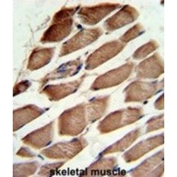 Actin Related Protein 3 (ACTR3) Antibody