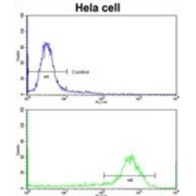 Cofilin 1 (CFL1) Antibody