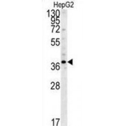 26S Proteasome Non-ATPase Regulatory Subunit 7 (PSMD7) Antibody