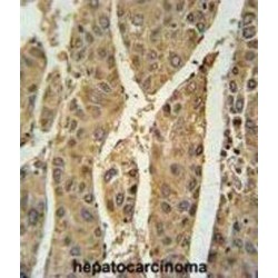 Peroxiredoxin 6 (PRDX6) Antibody