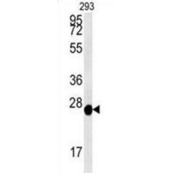 Peroxiredoxin 6 (PRDX6) Antibody