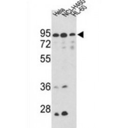 MICOS Complex Subunit MIC60 (IMMT) Antibody
