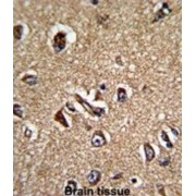 Serine-Threonine Kinase Receptor-Associated Protein (STRAP) Antibody