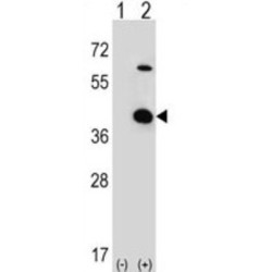 Serine-Threonine Kinase Receptor-Associated Protein (STRAP) Antibody