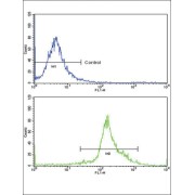 Peptidylprolyl Isomerase A / CYPA (PPIA) Antibody