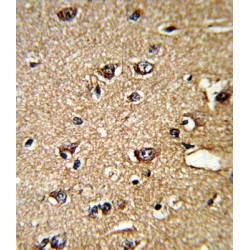 Peptidylprolyl Isomerase A / CYPA (PPIA) Antibody