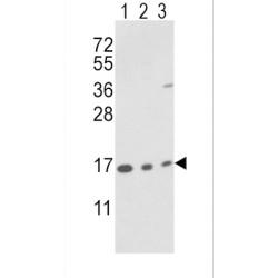 Peptidylprolyl Isomerase A / CYPA (PPIA) Antibody