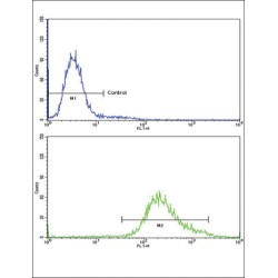 Klotho (KL) Antibody