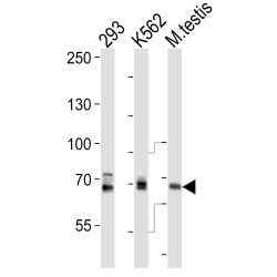 Klotho (KL) Antibody