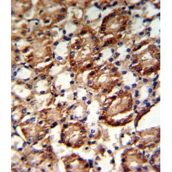 Guanine Monophosphate Synthase (GMPS) Antibody