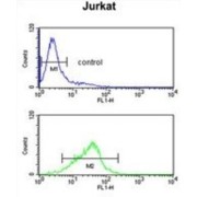 RNA Binding Motif Protein 14 (RBM14) Antibody