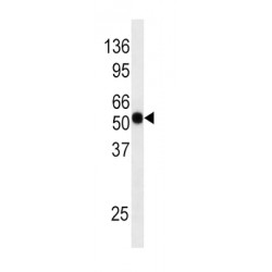 M-Phase Inducer Phosphatase 1 Phospho-Ser124 (CDC25A pS124) Antibody