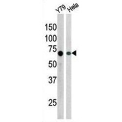 RAD9 (pS387) Antibody