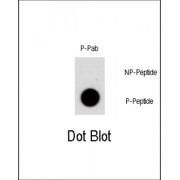 NR4A1 (pS351) Antibody