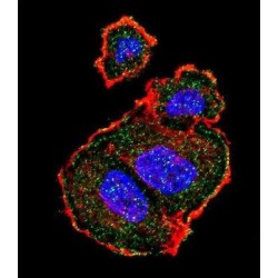 TSC2 (pS939) Antibody