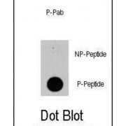 PIK3CD (pY524) Antibody