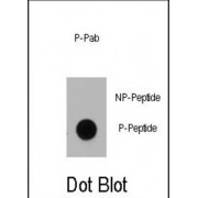 Dnmt1 (pS714) Antibody