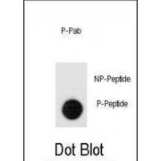Leo1 (pS551) Antibody