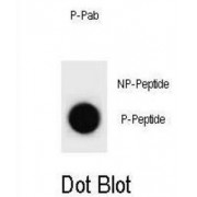 mouse p27Kip1 (pT197) Antibody