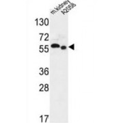 S47A2 Antibody