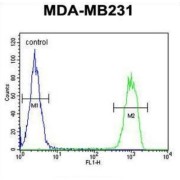 CJ119 Antibody