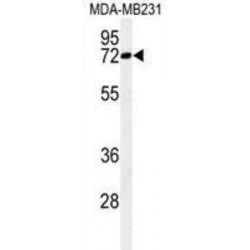 CJ119 Antibody