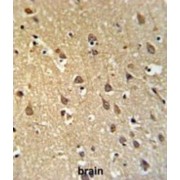 Shadow of Prion Protein (SPRN) Antibody