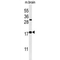 Shadow of Prion Protein (SPRN) Antibody