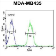 Dehydrogenase/Reductase 7 (DHRS7) Antibody