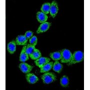 Membrane Cofactor Protein (CD46) Antibody