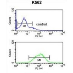 Gamma-Aminobutyric Acid Receptor Subunit Gamma 3 (GABRG3) Antibody