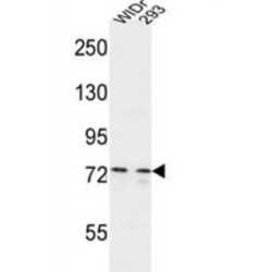 Centrosomal Protein 63 kDa (CEP63) Antibody