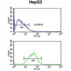 WD Repeat-Containing Protein 82 (WDR82) Antibody