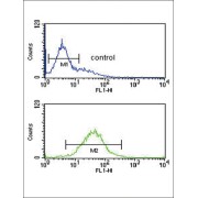 Hypoxia Inducible Factor 1 Alpha (HIF1a) Antibody