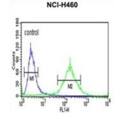 Bardet-Biedl Syndrome 10 Protein (BBS10) Antibody