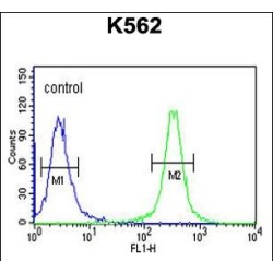 Heat Shock Protein 90 kDa Beta 1 (HSP90B1) Antibody