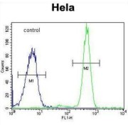 DNA-Directed RNA Polymerase III Subunit RPC8 (RPC8) Antibody