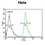 POTE Ankyrin Domain Family Member H (POTEH) Antibody