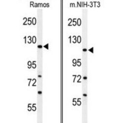 Rho GTPase-Activating Protein 30 (ARHGAP30) Antibody