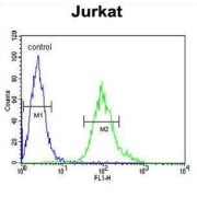 G Protein Beta 1 (GNB1) Antibody